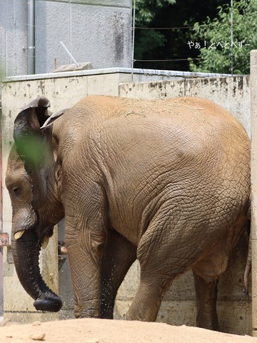 日本で最年少のアフリカゾウ:砥愛ちゃん@とべ動物園