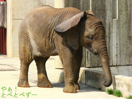 とべ動物園アフリカゾウ砥愛ちゃんの3歳のお誕生会(5/29)