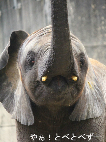 とべ動物園砥愛ちゃんのブログ：やぁ！とべとべずー