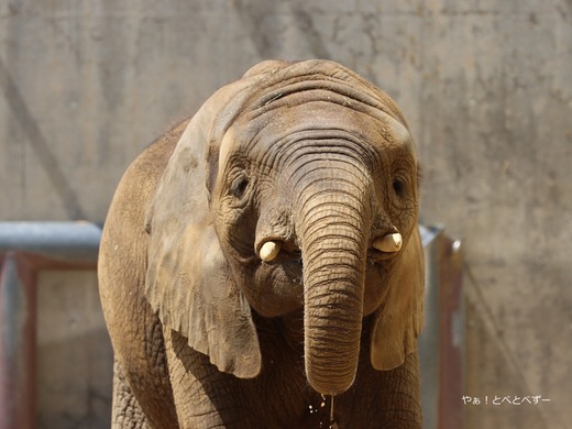 とべ動物園アフリカゾウ：アフ、リカ、媛、砥夢、砥愛