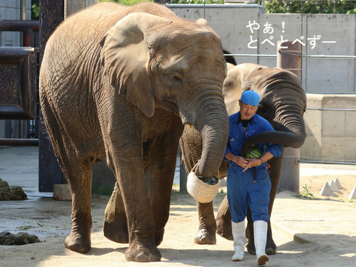 とべ動物園アフリカゾウ：媛ちゃん（メス、11歳）