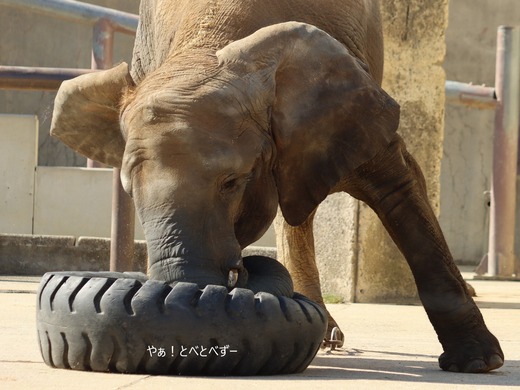 とべ動物園アフリカゾウのブログ:やぁ!とべとべずー