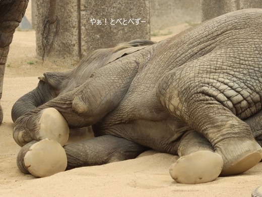 アフリカゾウの寝姿・寝ゾウ:とべ動物園