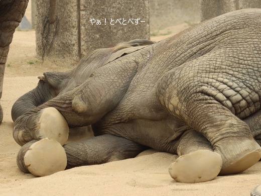 アフリカゾウの寝姿・寝ゾウ：とべ動物園