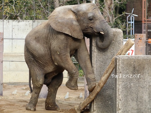 アフリカゾウのお転婆娘：砥愛ちゃん（愛媛とべ動物園）