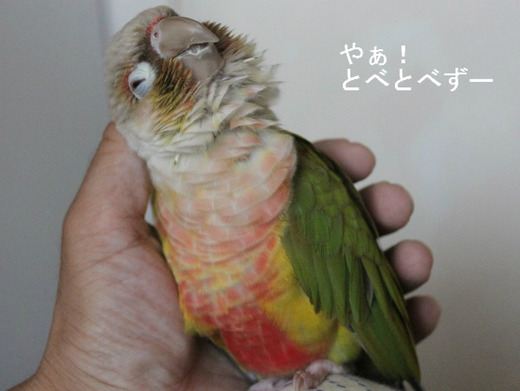 ウロコインコの『もみじ』さん