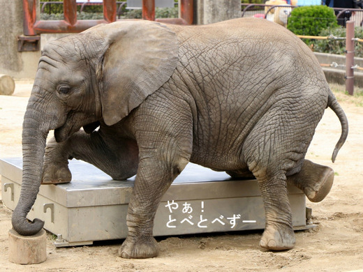 とべ動物園アフリカゾウのブログ：やぁ！とべとべずー