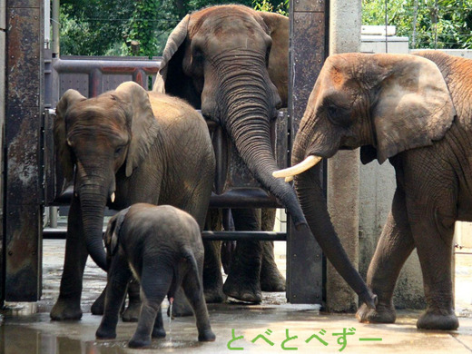 日本で唯一アフリカゾウの家族が暮らす愛媛県立とべ動物園