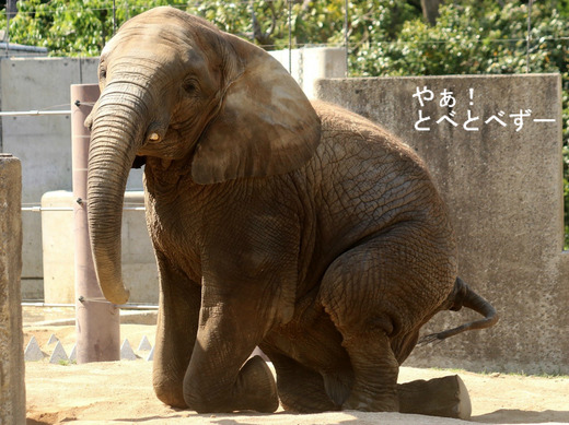 とべ動物園アフリカゾウのブログ:やぁ!とべとべずー