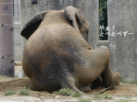 日本で初めて人工哺育で育ったアフリカゾウの媛ちゃん(10歳)
