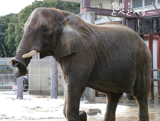 とべ動物園アフリカゾウの