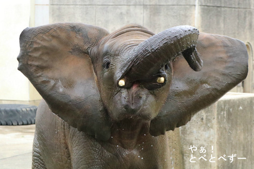 アフリカゾウの写真満載のブログ:やぁ!とべとべずー