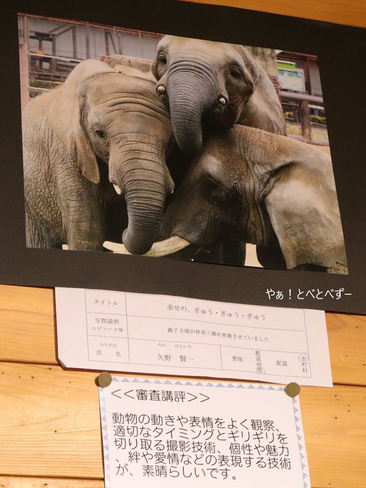 第12回とべ動物園写真コンクール：入賞（佳作）