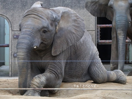 日本で唯一アフリカゾウの子象が見らえる愛媛とべ動物園