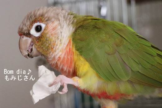 ウロコインコ(パイナップル)の『もみじ』さん