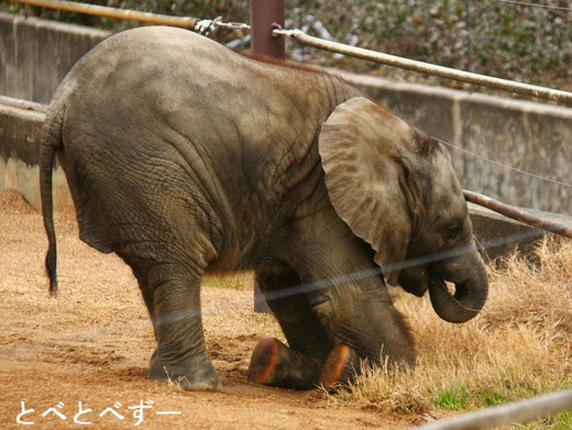 愛媛県立砥部動物園ゾウの赤ちゃん