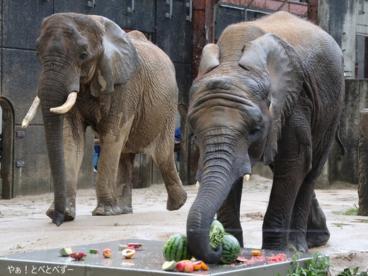 とべ動物園アフリカゾウ:砥愛ちゃ(メス、13歳)