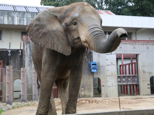 とべ動物園アフリカゾウ:媛ちゃんの15歳のお誕生日(11/9)