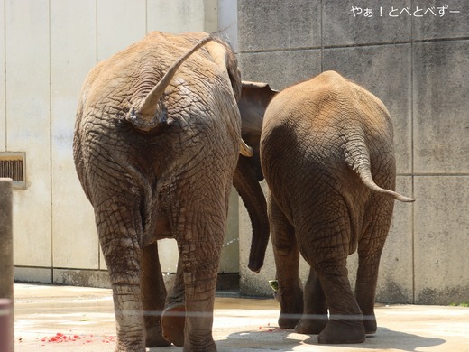 アフリカゾウ、アジアゾウ大好きブログ:やぁ!とべとべずー