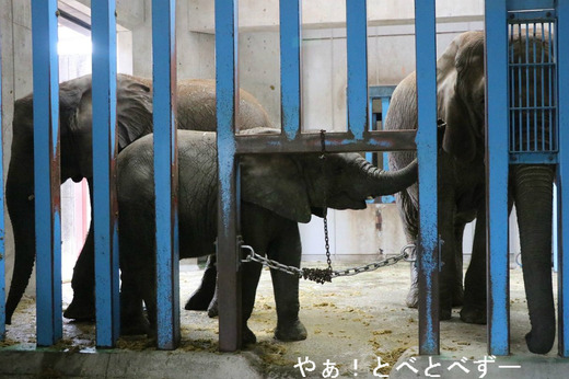とべ動物園アフリカゾウのブログ：やぁ！とべとべずー