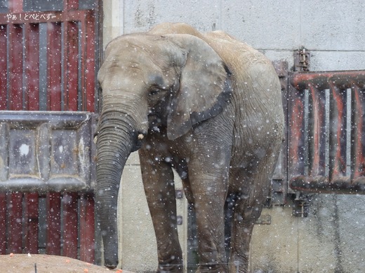 とべ動物園アフリカゾウ：アフ、リカ、媛、砥夢、砥愛