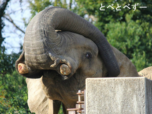 とべ動物園：アフリカゾウのアフ（２８歳、オス）