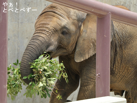とべ動物園アフリカゾウ:砥愛ちゃん(メス、6歳)