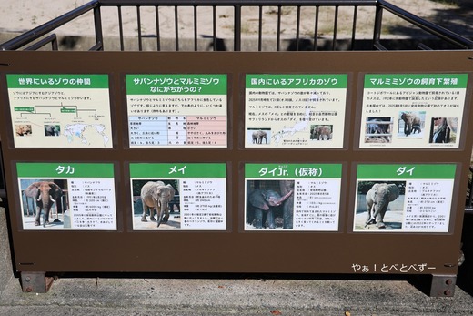 安佐動物公園のサバンナゾウ、マルミミゾウ