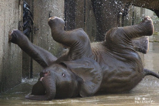 とべ動物園アフリカゾウのブログ:やぁ!とべとべずー