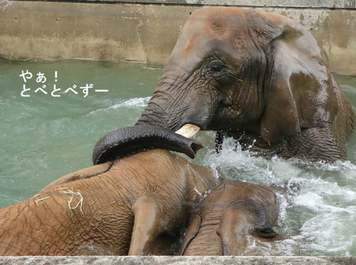 とべ動物園アフリカゾウ：アフ、リカ、媛、砥夢、砥愛