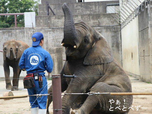 日本で唯一血縁関係のあるアフリカゾウが暮らす愛媛とべ動物園