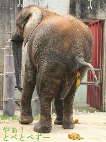 アフリカゾウのウンチ