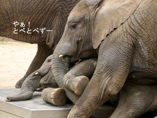 とべ動物園アフリカゾウの姉妹：媛ちゃん、砥愛ちゃん