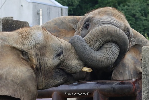 とべ動物園アフリカゾウ：砥愛ちゃん（メス、１２歳）