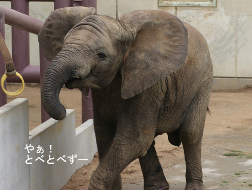 とべ動物園アフリカゾウのブログ:やぁ!とべとべずー