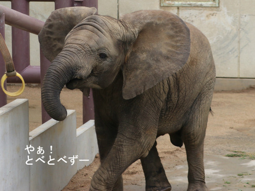 とべ動物園アフリカゾウのブログ：やぁ！とべとべずー