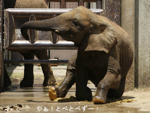 とべ動物園アフリカゾウ：媛ちゃん（メス、１０歳）