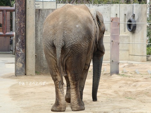 多摩動物公園の砥夢くんのお姉さんゾウ：媛