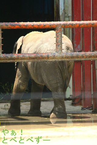 とべ動物園アフリカゾウの砥愛(とあ)ちゃんのブログ