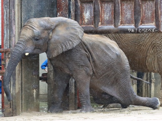とべ動物園アフリカゾウ：砥愛ちゃん（メス、１３歳）