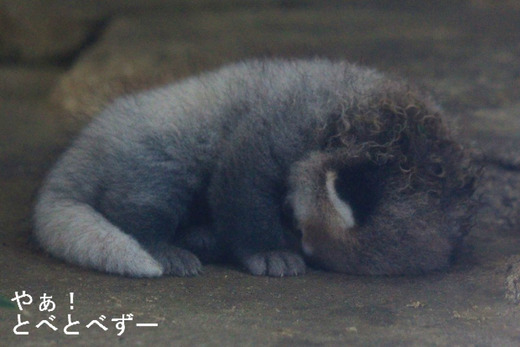 ベビーラッシュ♪　とべ動物園：レッサーパンダ、チンパンジー