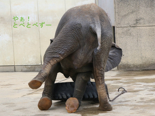 タイヤで遊ぶアフリカゾウの媛ちゃん
