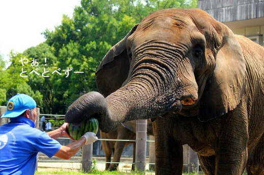 スイカ大好き!アフリカゾウの親子が暮らす動物園(愛媛)