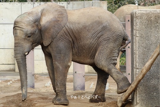 とべ動物園ブログ：砥愛、ララ、イオ、フー、ウララ、リュウト