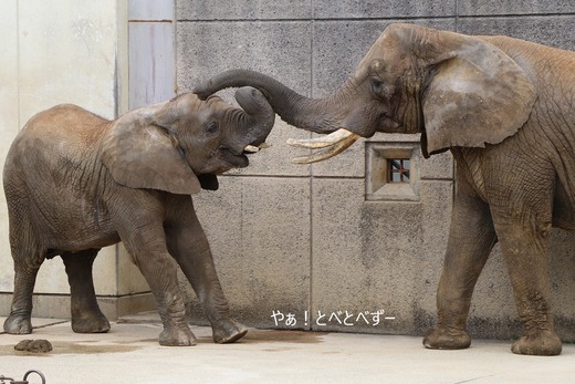 日本で唯一アフリカゾウの子象が見らえる愛媛とべ動物園