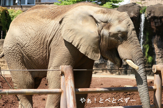 とべ動物園アフリカゾウ:アフ、リカ、媛、砥夢、砥愛
