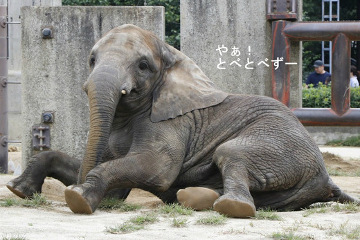 とべ動物園アフリカゾウイベント:媛ちゃんのお誕生会(2017.11.11)