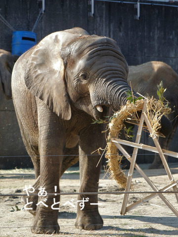 とべ動物園アフリカゾウ:砥愛ちゃん(メス、6歳)