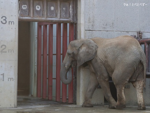 とべ動物園アフリカゾウ:媛ちゃん(メス、17歳)