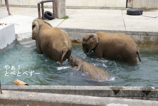 プールで泳ぐアフリカゾウが見られる愛媛県立砥部動物園
